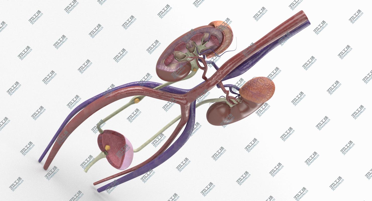 images/goods_img/2021040164/3D Female Urinary Tract/3.jpg